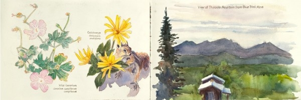 Wild Geranium, Goldeneye with a friend and Thorodin Mountain