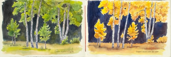 Elegant aspens