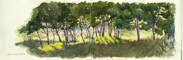 Backlit aspen grove