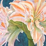 Amaryllis II, watercolor