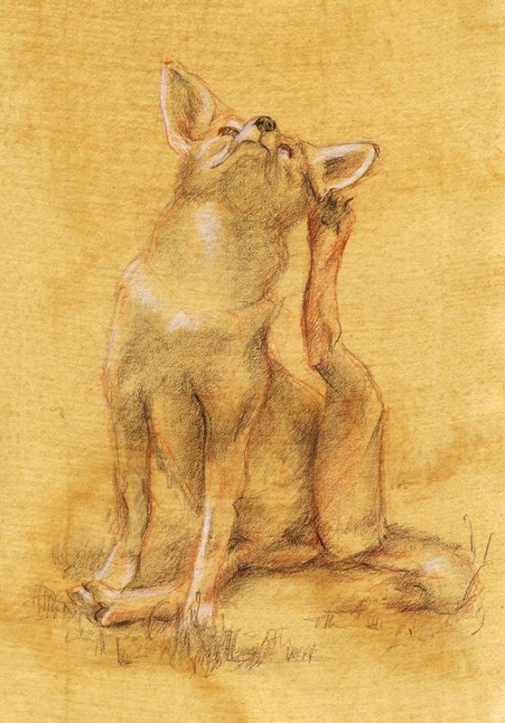 Coyote Pup, colored pencil on prepared paper