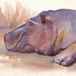Hippopotamus, watercolor