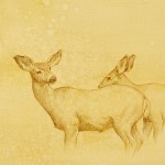 Mule Deer Does, colored pencil on prepared paper