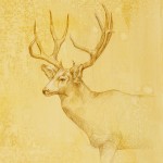 Mule Deer Stag, colored pencil on prepared paper