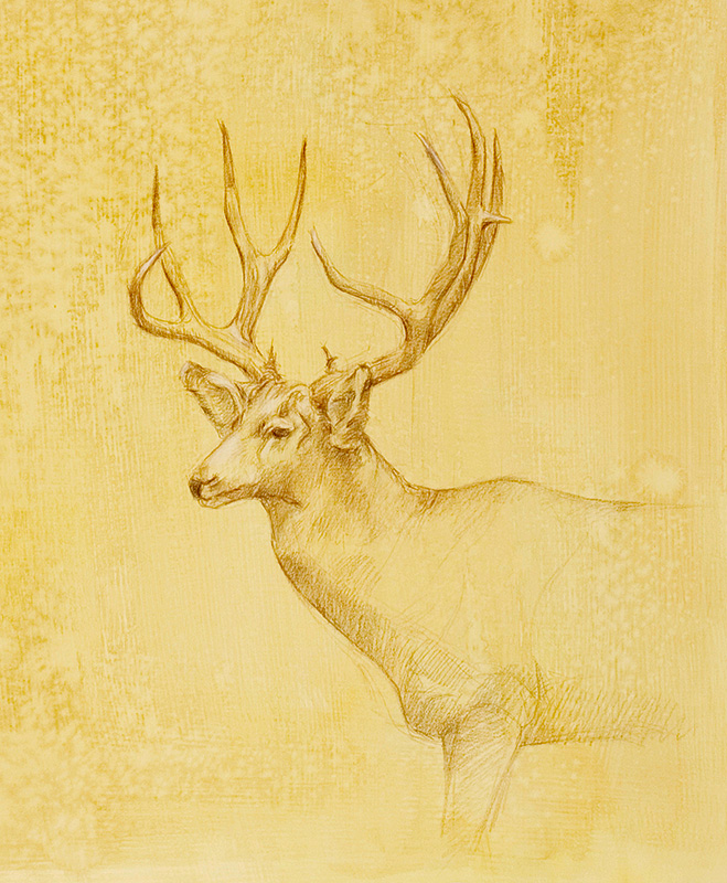 Mule Deer Stag, colored pencil on prepared paper