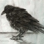 Raven Study II, graphite, pen and ink, charcoal on prepared paper