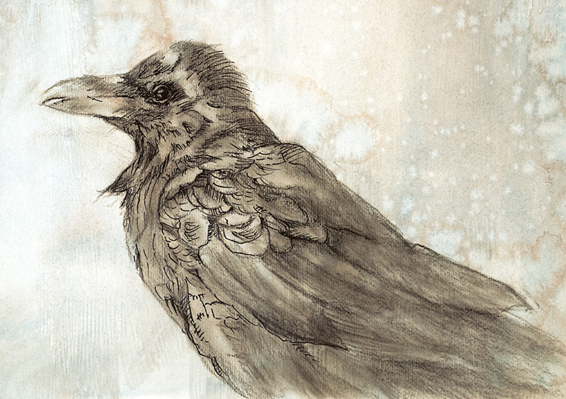 Raven Study I, graphite, pen and ink, charcoal on prepared paper