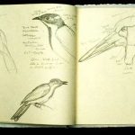 birds_spread1