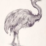 Emu