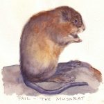 Muskrat