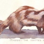 Spotted Skunk