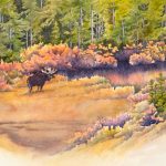 Indian Peaks Moose, pen and ink with watercolor