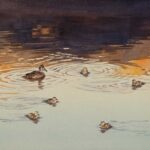 Ring-necked Ducks is a pen and ink with watercolor
