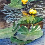 Nymph Lake Water Lilies is a pen and ink with watercolor