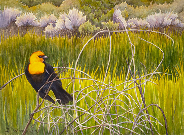 Yellow-headed Blackbird is a pen and ink with watercolor.