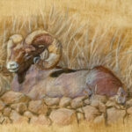 Bighorn Ram is a colored pencil drawing.