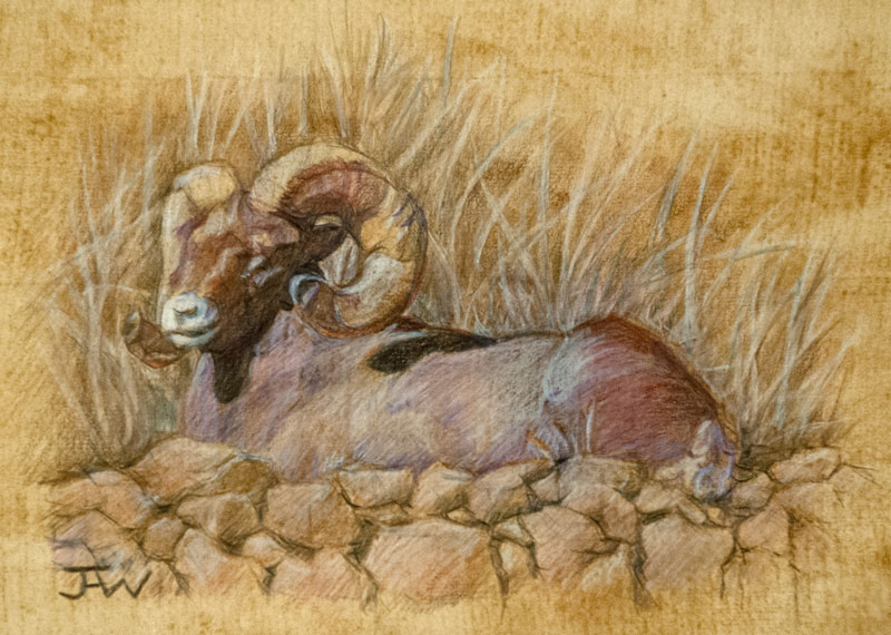 Bighorn Ram is a colored pencil drawing.