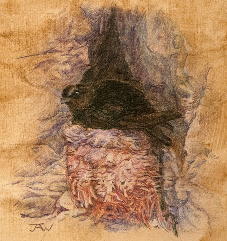 Black Swift is a colored pencil drawing.