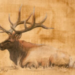 Bull Elk is a colored pencil drawing.