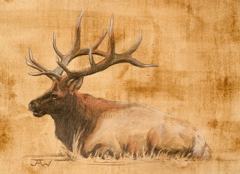 Bull Elk is a colored pencil drawing.