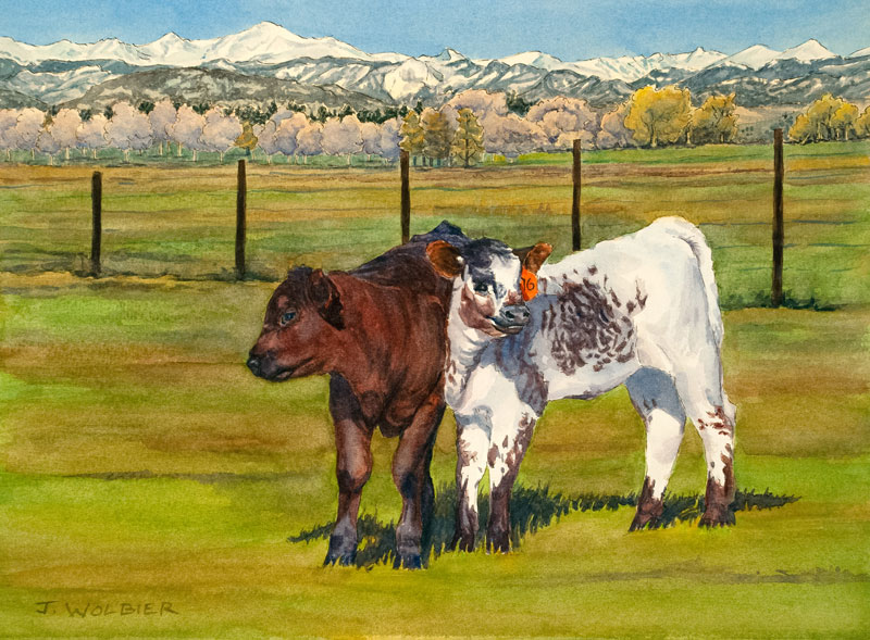 Curious Calves is a pen and ink with watercolor.
